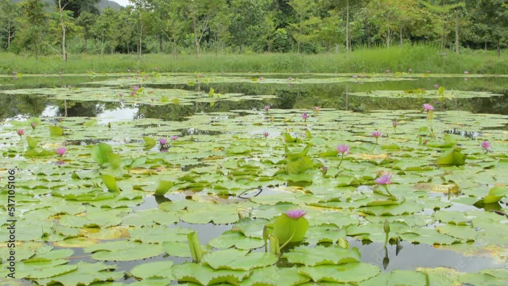 Morning scenery with lotus flowers blooming in the pond. Rural scene with blossom water lilies in swamp. Tranquil scenic nature in countryside. Morning scenery with lotus flowers blooming in the pond. Rural scene with blossom water lilies in swamp. Tranquil scenic nature in countryside.