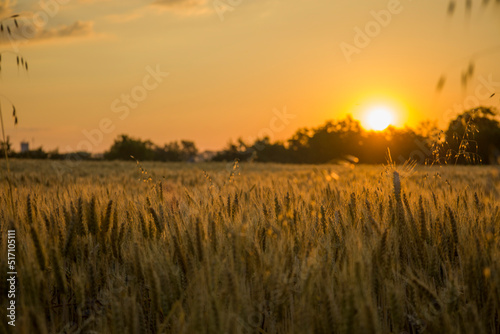 Ears of wheat on the background of an orange sunrise