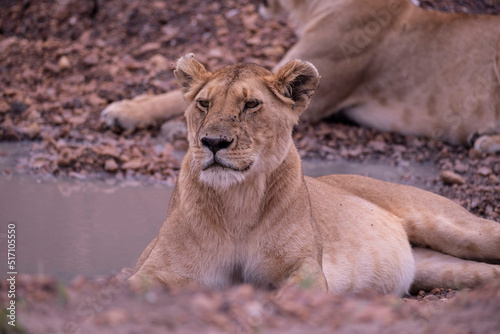 Lion in Masai Mara National Park of Kenya