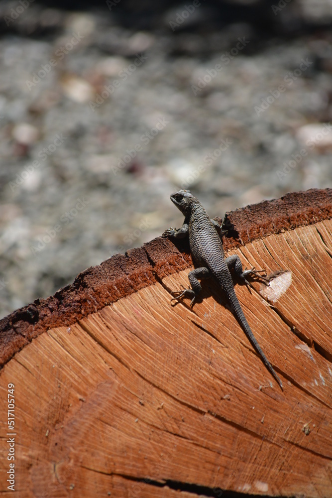 Gecko Lizard on wood Gecko Lizard on wood