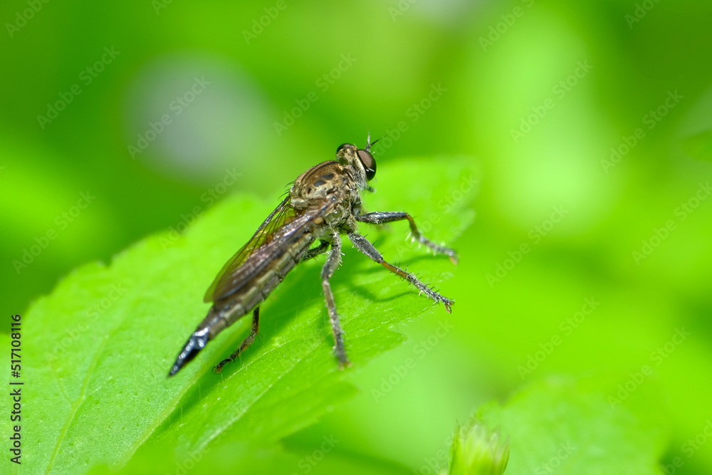 The Asilidae are a family of robber flies, also called killer flies. The Asilidae are a family of robber flies, also called killer flies.