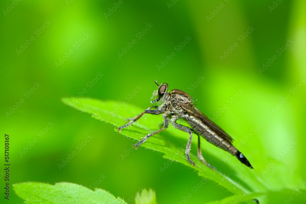 The Asilidae are a family of robber flies, also called killer flies. The Asilidae are a family of robber flies, also called killer flies.