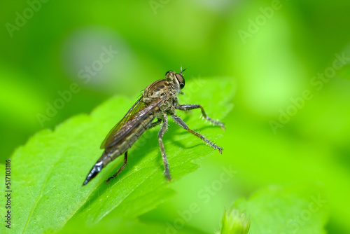 The Asilidae are a family of robber flies, also called killer flies. 
