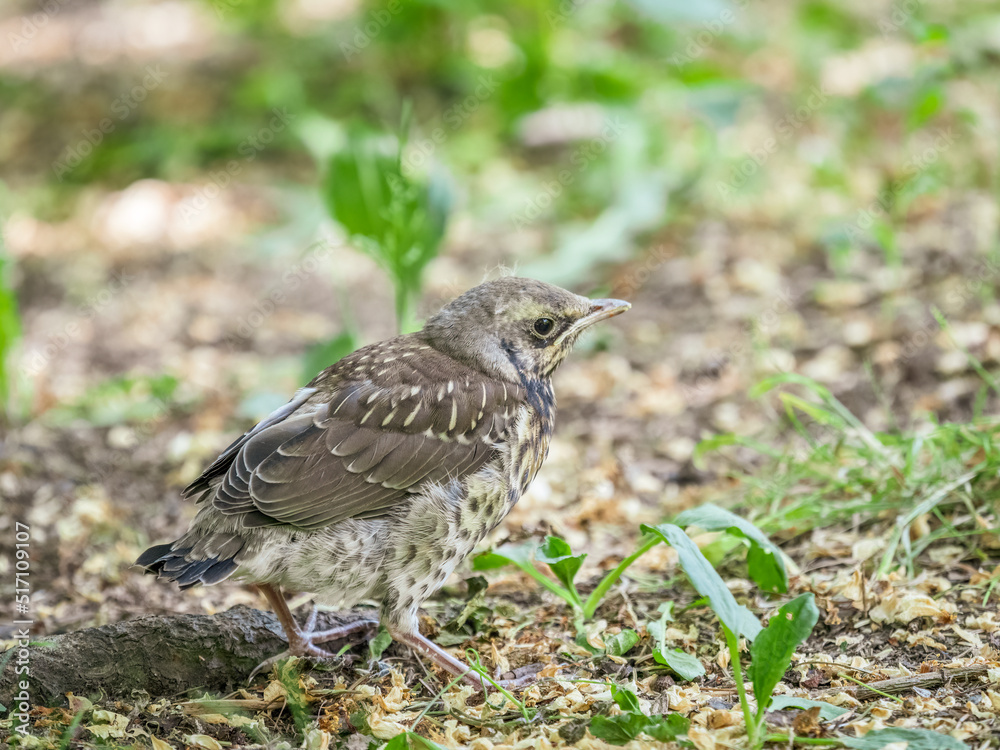A fieldfare chick, Turdus pilaris, has left the nest and sitting on the spring lawn. A fieldfare chick sits on the ground and waits for food from its parents.