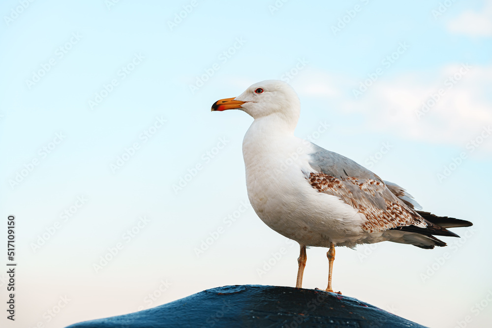 Seagull bird standing on the seashore rock in Istanbul. Seagull bird standing on the seashore rock in Istanbul.