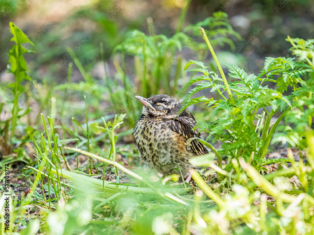 A Redwing chick, Turdus iliacus,, has left the nest and sitting on the spring lawn. A Redwing chick, a bird in the thrush family, sits on the ground and waits for food from its parents.