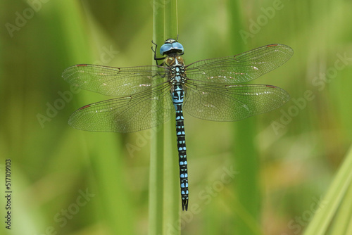 A rare male Southern Migrant Hawker Dragonfly, Aeshna affinis, perching on a reed in the UK.