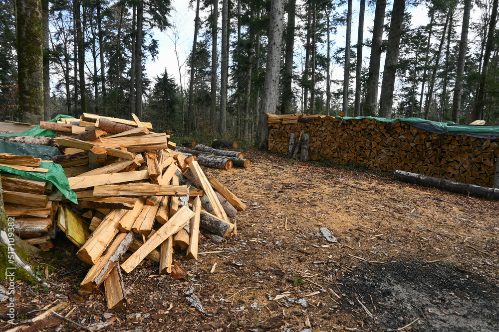 Stacked firewood, a pile of chopped wood in the forest Stacked firewood, a pile of chopped wood in the forest