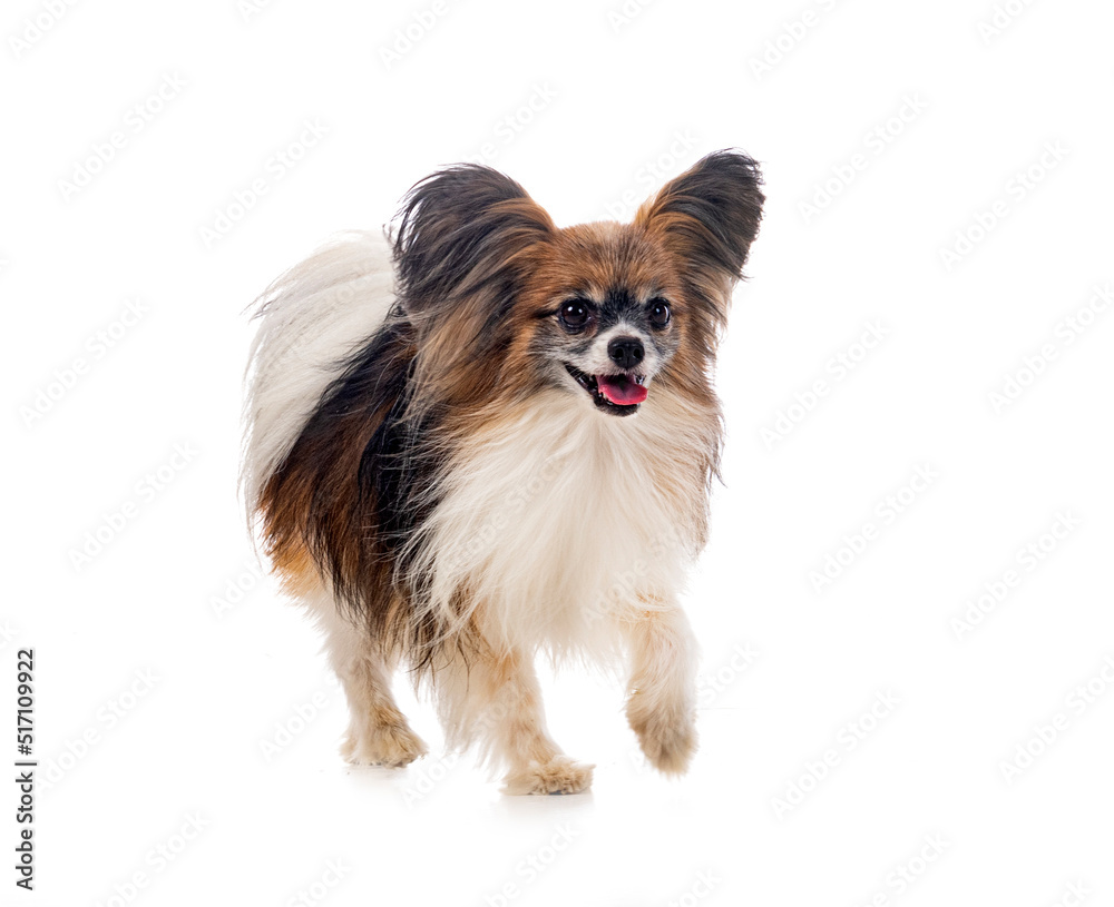 papillon dog in studio papillon dog in studio