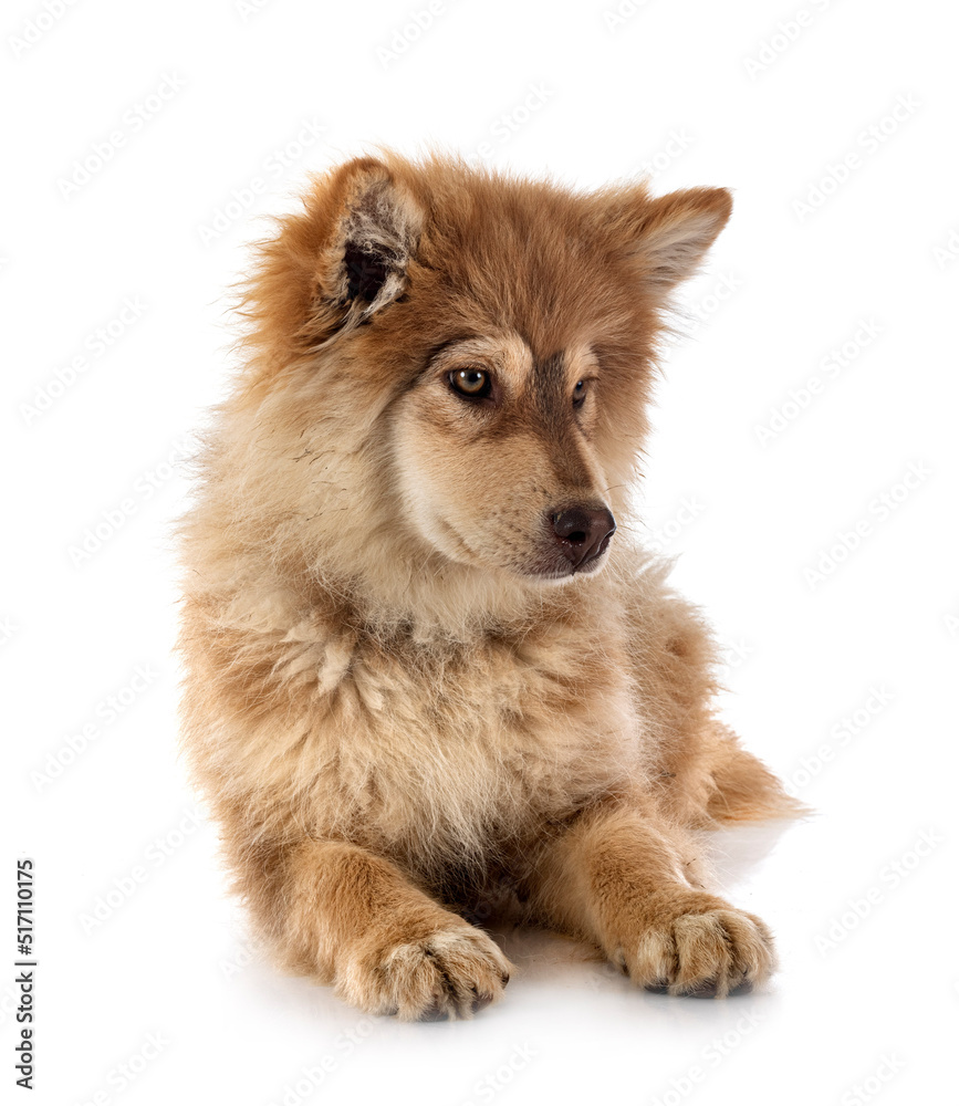 puppy Finnish Lapphund in studio