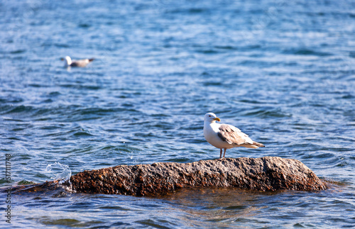 A large gray-winged black-tailed gull stands on a stone against the background of blue water on a sunny summer day photo
