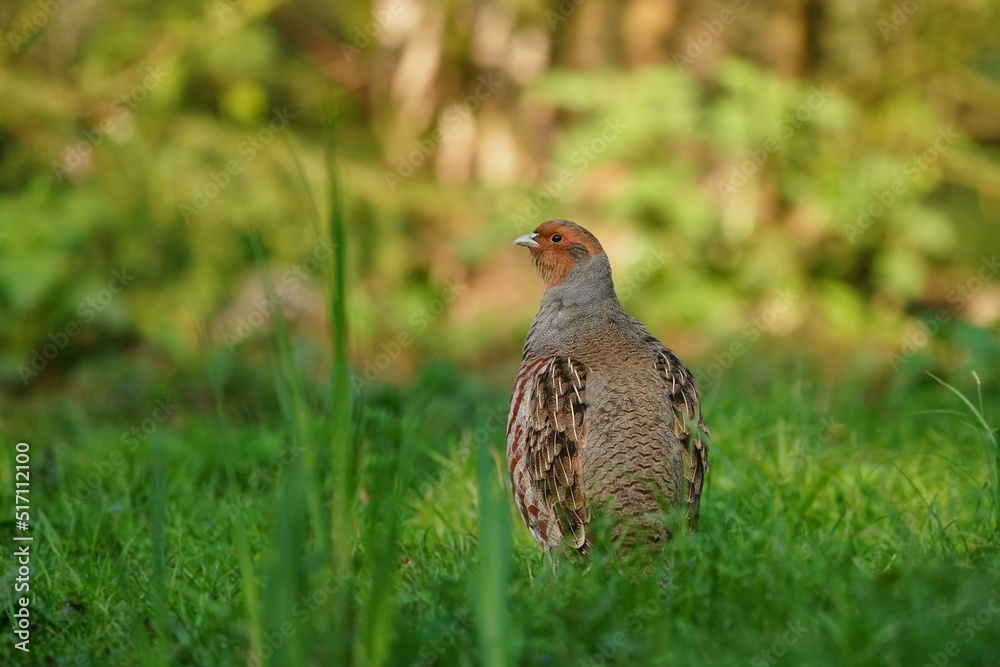 Grey partridge in the nature habitat. Perdix perdix. A portrait of a field bird beautifully illuminated by the morning light Grey partridge in the nature habitat. Perdix perdix. A portrait of a field bird beautifully illuminated by the morning light