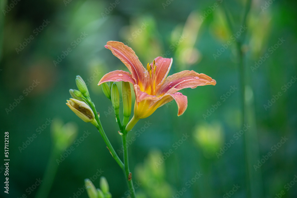 Tiger lily flower. Red orange lily flower with a bud has not opened. Lilium lancifolium. Lilium tigrinum. Lilium Lancifolium. Selective focus, blurred background. Floral background. High quality phot Tiger lily flower. Red orange lily flower with a bud has not opened. Lilium lancifolium. Lilium tigrinum. Lilium Lancifolium. Selective focus, blurred background. Floral background. High quality phot