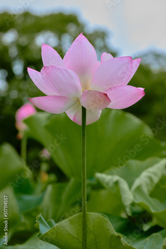 lotus        
