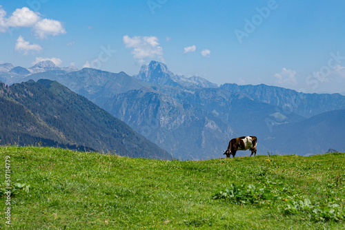 Mucca in montagna