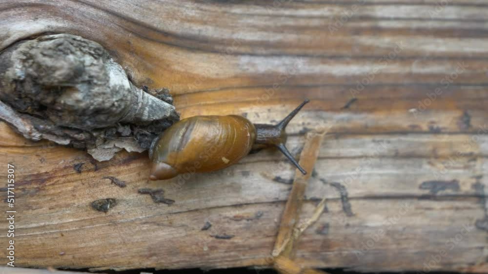 The snail slowly crawls up the tree The snail slowly crawls up the tree