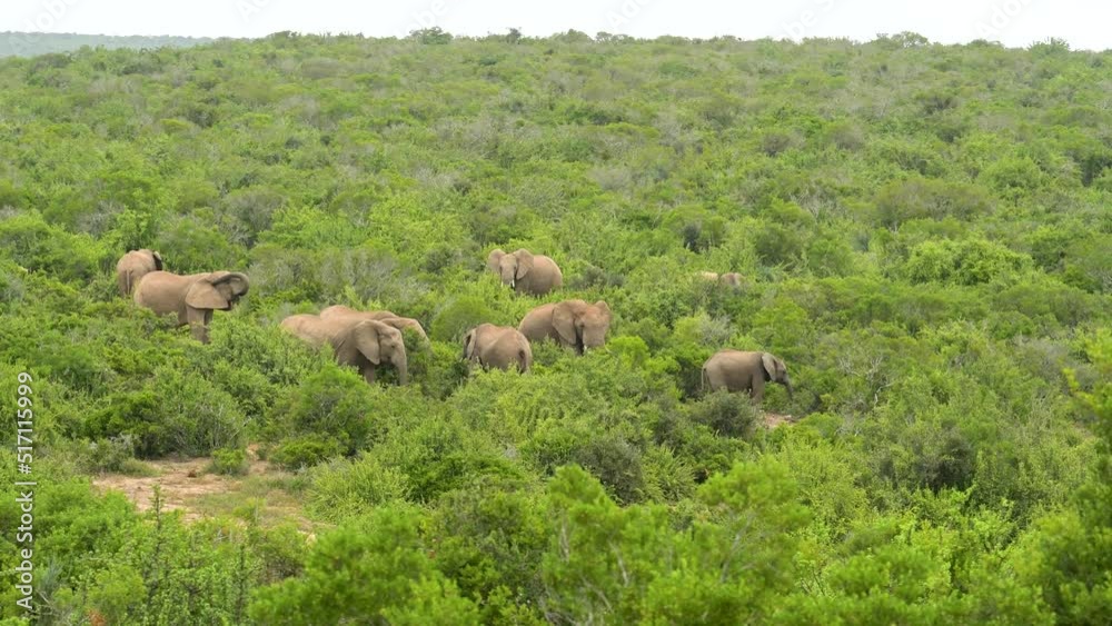 Elefantenherde im Naturreservat Addo Elephant National Park Südafrika Elefantenherde im Naturreservat Addo Elephant National Park Südafrika