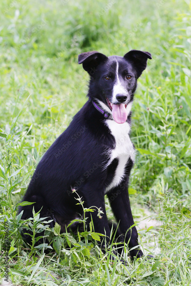 black laika dog full body photo on green grass background