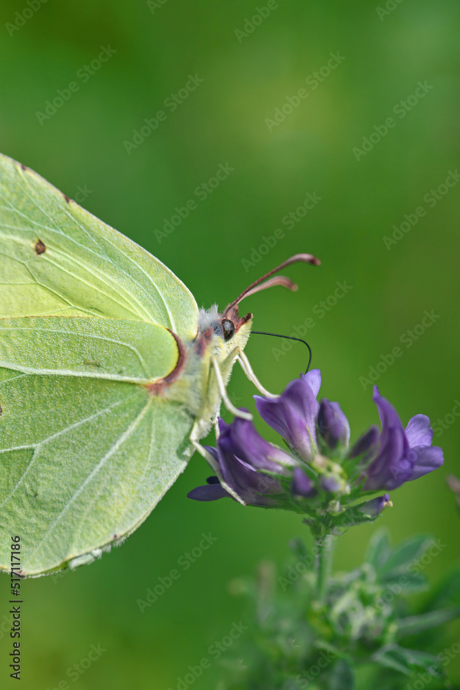 Detail shot of a common brimstone butterfly (Gonepteryx rhamni). Detail shot of a common brimstone butterfly (Gonepteryx rhamni).