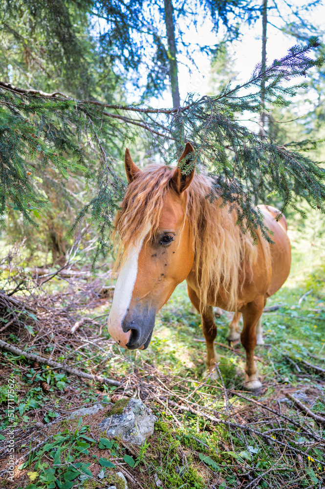 Fototapeta premium A horse in the woods