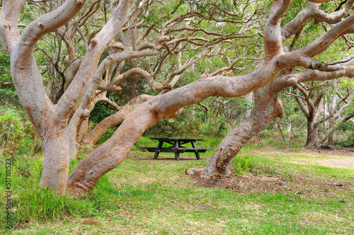 Wooden bench among twisted Snow gum trees - Shoal Bay  NSW  Australia