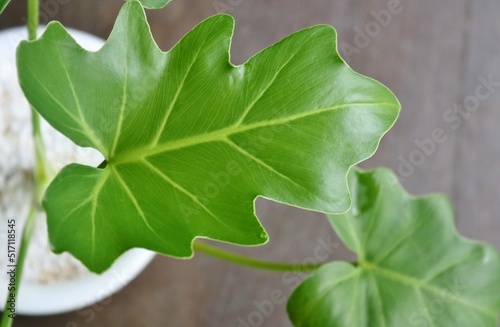 癒しの観葉植物　セローム