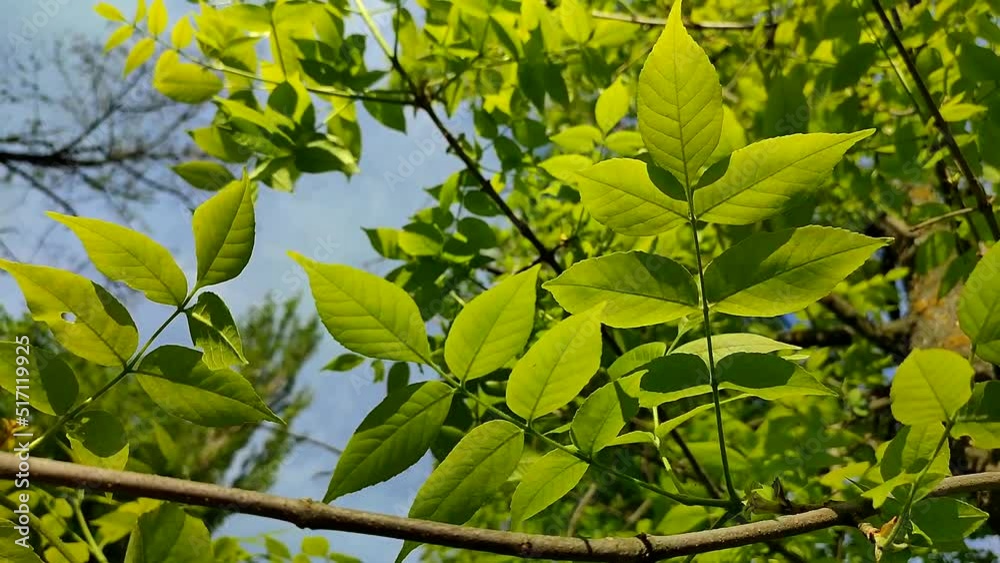 Branch with green fresh young leaves against the blue sky swaying in the wind on a sunny day close-up. Beautiful natural background Branch with green fresh young leaves against the blue sky swaying in the wind on a sunny day close-up. Beautiful natural background