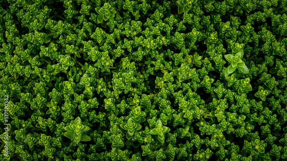 Top Down view of beach Seas Sandwort