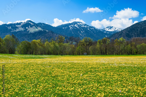 Alpine landscape with mountains, forest and yellow spring meadow under blue sky near Immenstadt. Allgau Alps, Bavaria, Germany