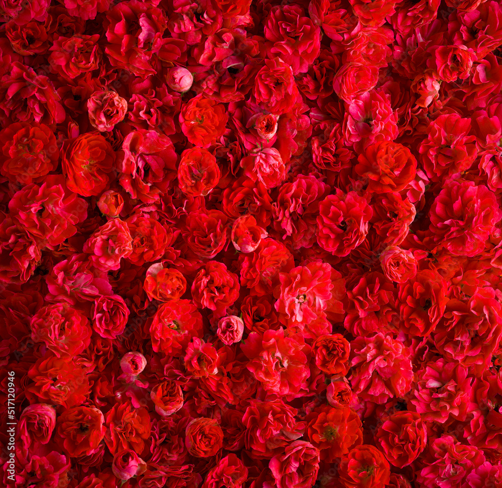 Rose background. Fire red small miniature roses. Vertical view. Rose background. Fire red small miniature roses. Vertical view.