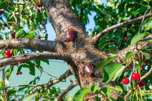 Foto Gum on damaged bark of cherry tree. Gum treatment of stone trees