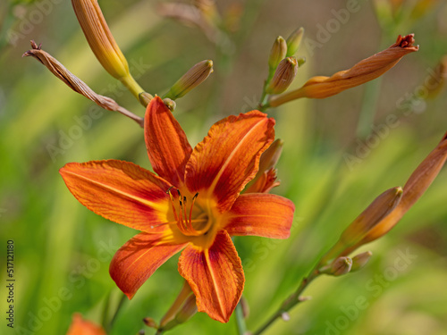 Blühende Taglilie, Hemerocallis, Nahaufnahme photo