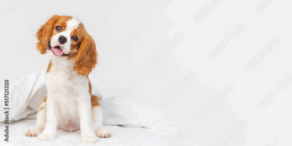 Puppy cavalier king charles spaniel lying on a blanket in the bedroom on the bed in the house - obrazy, fototapety, plakaty 
