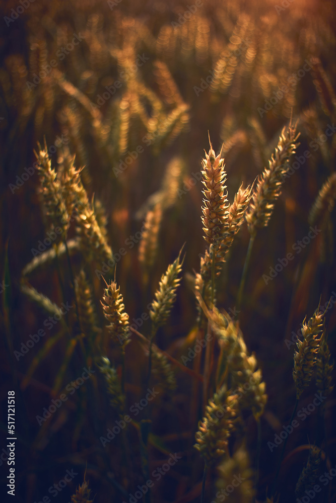 Wheat in sunset light close up. High quality photo