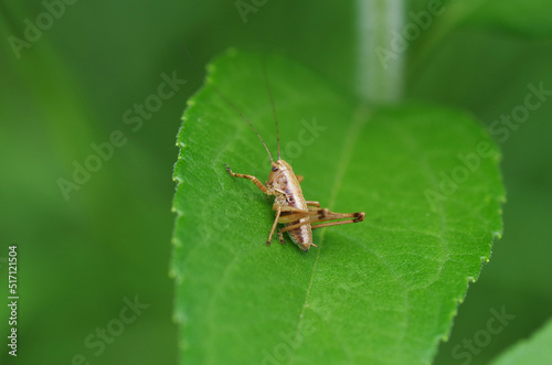 Grasshopper sits on a green leaf © Viktoriia Pletska