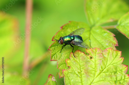 Green fly sits on a green leaf