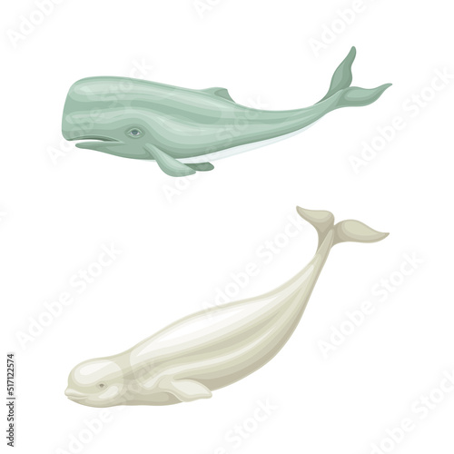 Whale species animals set. Cachalot and beluga ocean sea mammals, underwater fauna vector illustration
