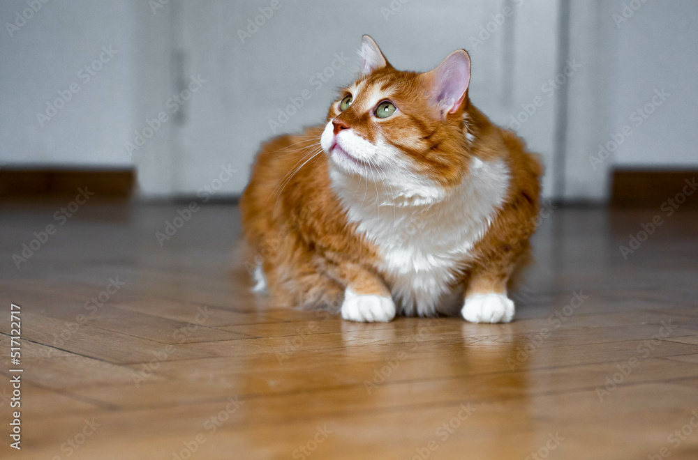 Ginger cat sitting on the wooden floor in a white room. The fat red cat is resting. Sweet fluffy kitten at home. A large red cat lies beautifully on the floor in the interior of a modern apartment Ginger cat sitting on the wooden floor in a white room. The fat red cat is resting. Sweet fluffy kitten at home. A large red cat lies beautifully on the floor in the interior of a modern apartment