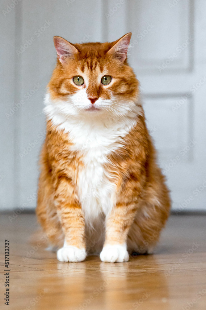 Ginger cat sitting on the wooden floor in a white room. The fat red cat is resting. Sweet fluffy kitten at home. A large red cat lies beautifully on the floor in the interior of a modern apartment