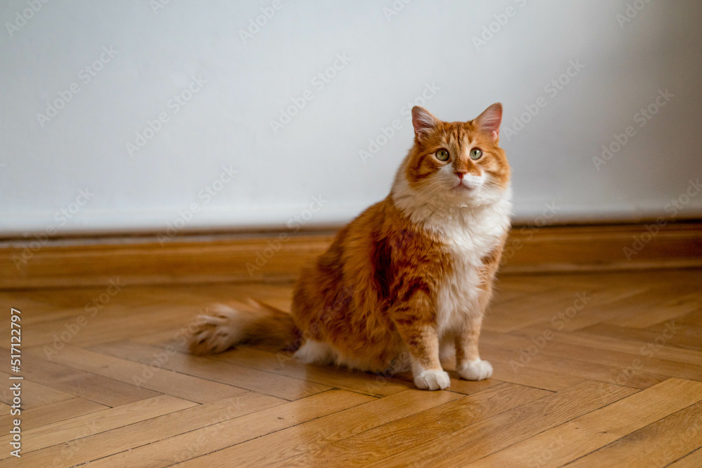 Ginger cat sitting on the wooden floor in a white room. The fat red cat is resting. Sweet fluffy kitten at home. A large red cat lies beautifully on the floor in the interior of a modern apartment Ginger cat sitting on the wooden floor in a white room. The fat red cat is resting. Sweet fluffy kitten at home. A large red cat lies beautifully on the floor in the interior of a modern apartment