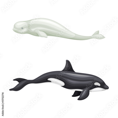 Whale species mammal animals set. Beluga and orca marine underwater creatures vector illustration