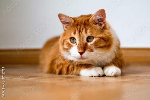 Ginger cat sitting on the wooden floor in a white room. The fat red cat is resting. Sweet fluffy kitten at home. A large red cat lies beautifully on the floor in the interior of a modern apartment