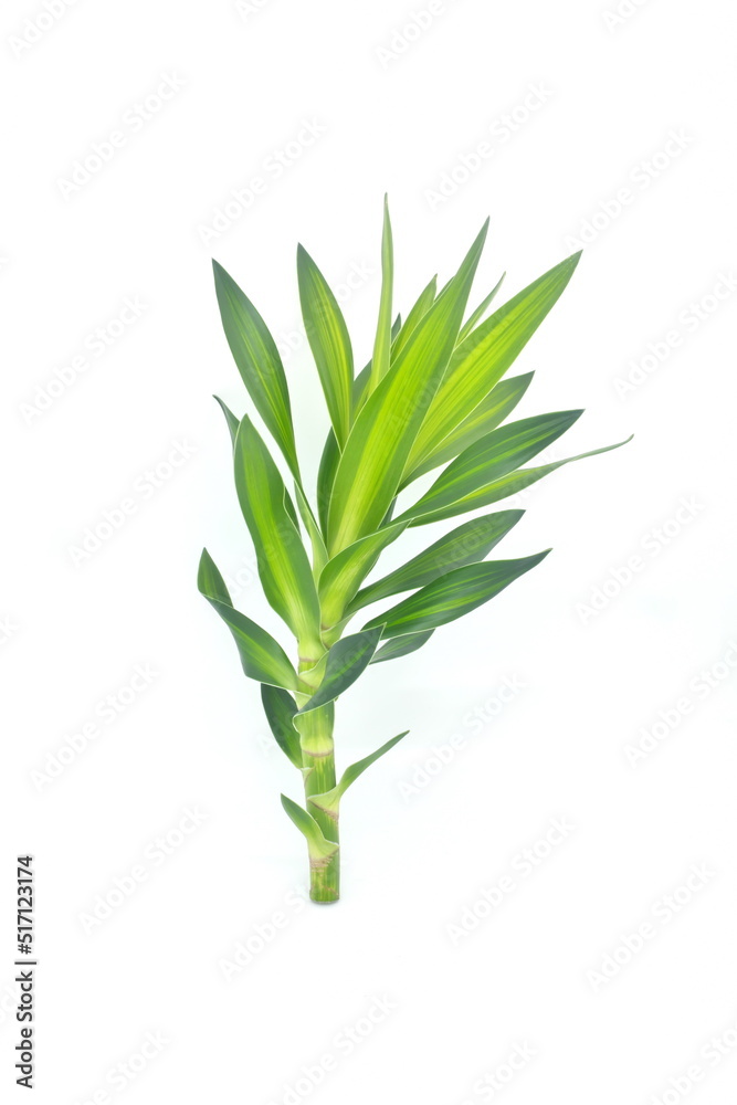 Dracaena fragrans stem cutting and leaves isolated on white background. Tropical ornamental plant greenery for bouquet and flower arrangement. Dracaena fragrans stem cutting and leaves isolated on white background. Tropical ornamental plant greenery for bouquet and flower arrangement.