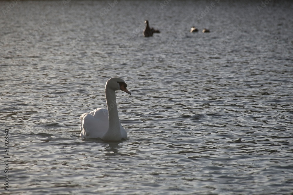 white swan on the water