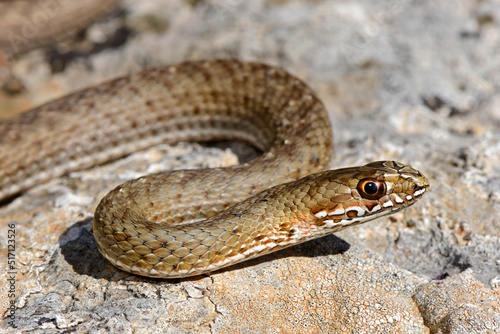 Eastern Montpellier snake // Östliche Eidechsennatter (Malpolon insignitus) - Gialova, Peloponnese, Greece