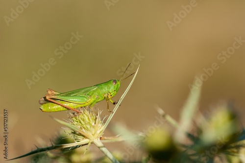 Chorthippus jucundus is a species of grasshopper in the Acrididae family photo