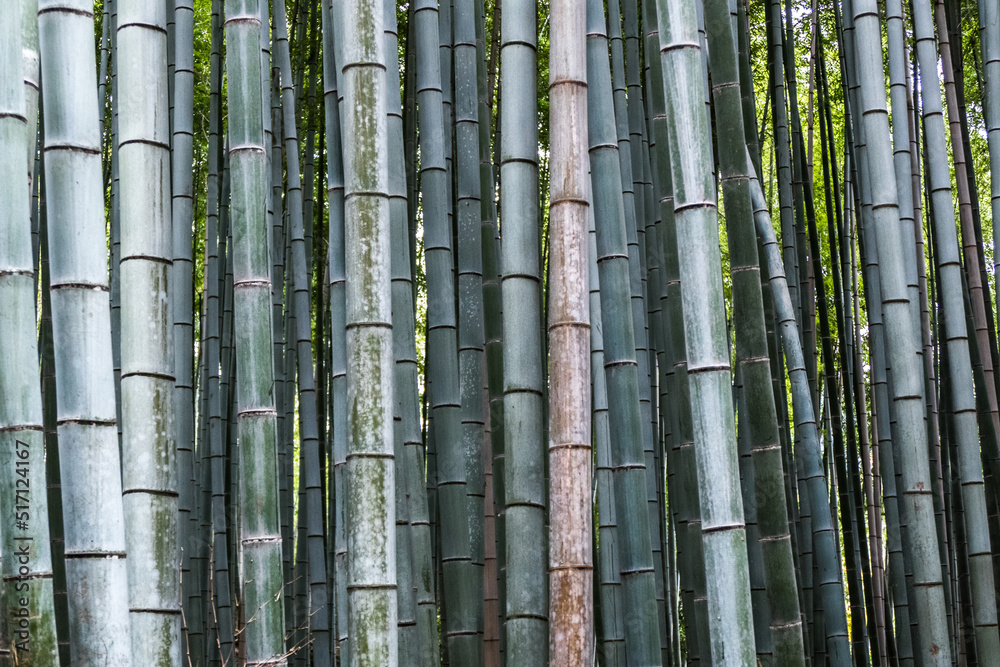 Bamboo forest in Arashiyama district, Kyoto, Japan Bamboo forest in Arashiyama district, Kyoto, Japan