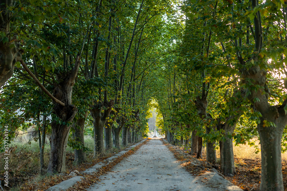 Camino entre bosque de arboles