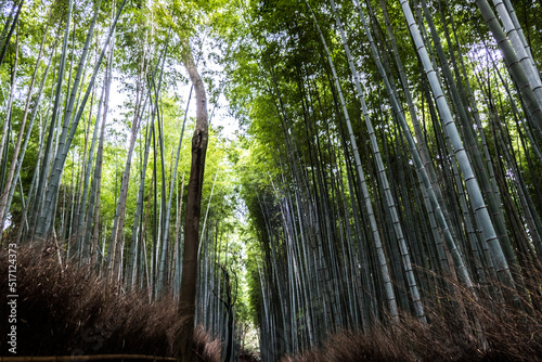 Bamboo forest in Arashiyama district, Kyoto, Japan