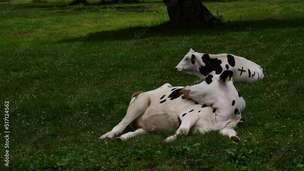 高原に放牧された牛が足を投げ出してくつろいでいます